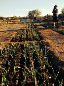 A row of happy garlic plants.