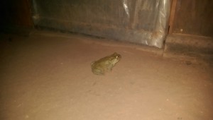 Toad or frog?
